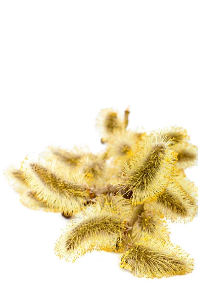 ウィローの枝が白い背景で隔離の開花 — ストック写真