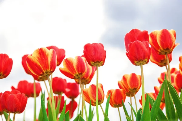 Beautiful flowers tulips on a sunny day Royalty Free Stock Images