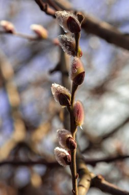 Mavi gökyüzüne uzanan söğüt dalları