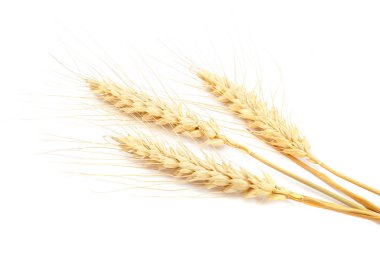 Beyaz arka plan buğday kulaklara demet.