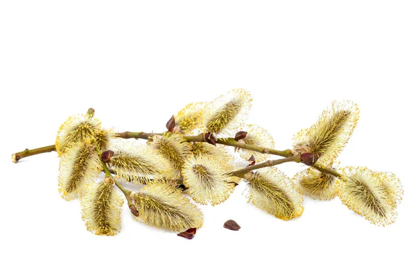 Ramo di salice fiorito isolato su sfondo bianco — Foto Stock