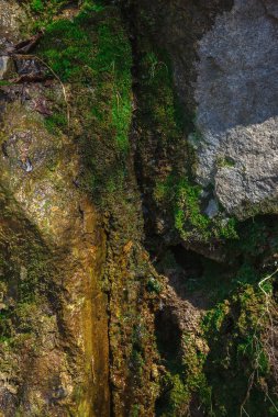 Arkaplanı yeşil yosun olan eski ıslak taş.