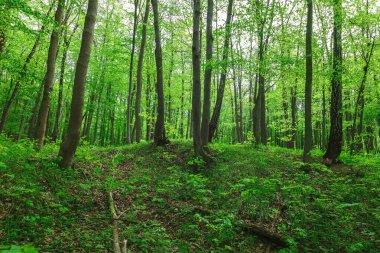 Güneşli bir günde yeşil yaprak döken orman.