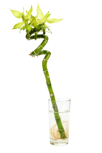 Rama de bambú verde fresco aislada sobre fondo blanco — Foto de Stock