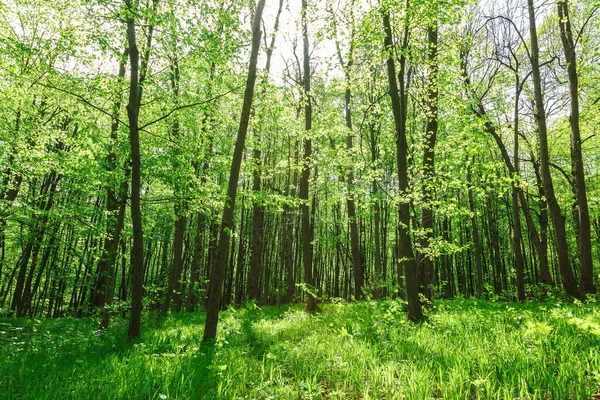 Green deciduous forest on a sunny day. — Stock Photo, Image