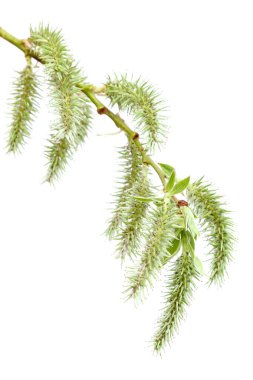 Beyaz arka plan üzerinde izole çiçekli söğüt dalı