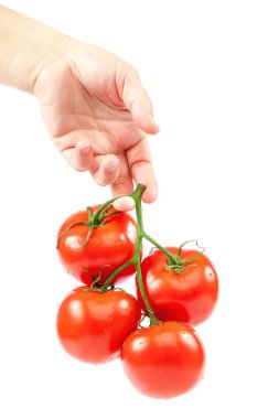 Beyaz arka planda taze domates dalı.