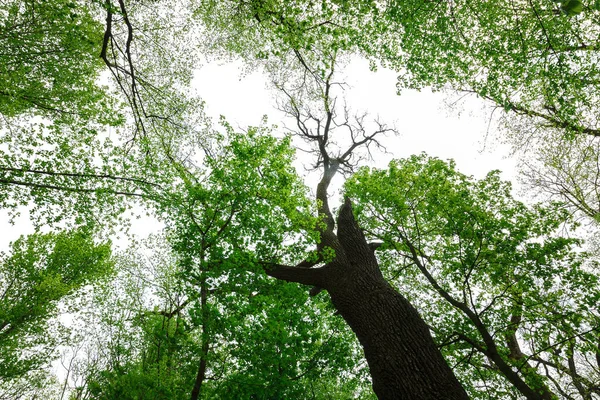Groene bladverliezende wouden in de regen druppels op een zonnige dag — Stockfoto