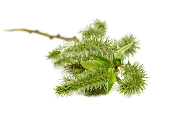 Branche de saule en fleurs isolée sur fond blanc — Photo