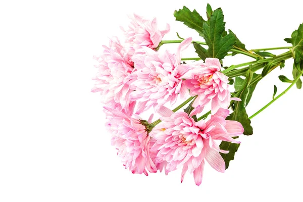 Beyaz bir arka plan üzerinde izole kasımpatı çiçekleri — Stok fotoğraf
