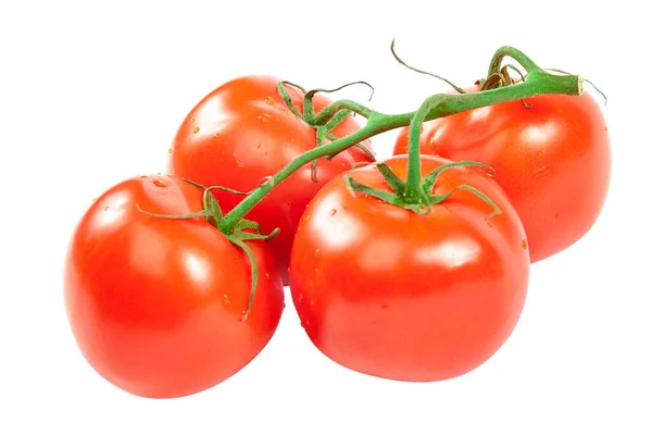 Pobočka čerstvých červených rajčat izolovaných na bílém pozadí. — Stock fotografie