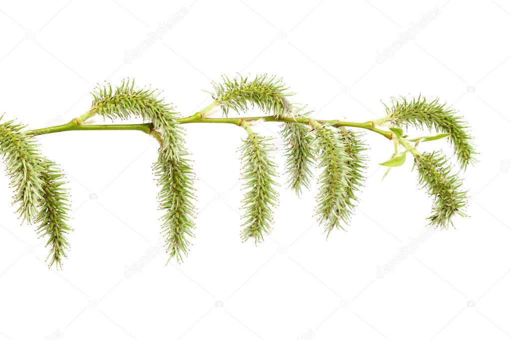 Flowering willow branch isolated on white background