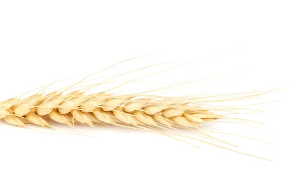 Oreja de trigo aislada sobre fondo blanco . — Foto de Stock