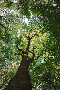 Ormandaki bir yaprak döken ağacın tepesinde.