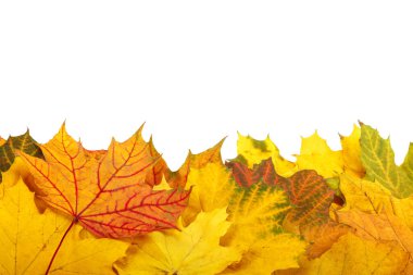 Beyaz arkaplanda sonbahar yaprakları izole