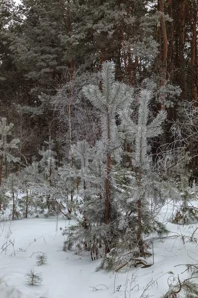 Bosque de pino de invierno bajo nieve blanca. Paisaje — Foto de Stock