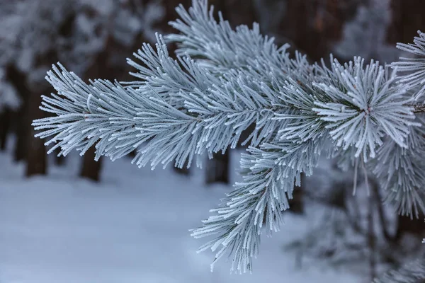 Forêt de pins d'hiver sous neige blanche. Paysage — Photo