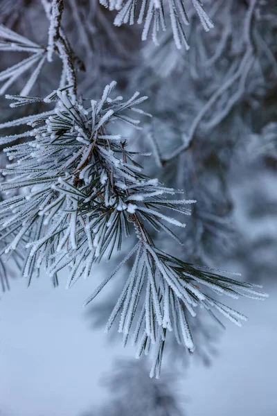 冬季松树林下白雪。景观 — 图库照片