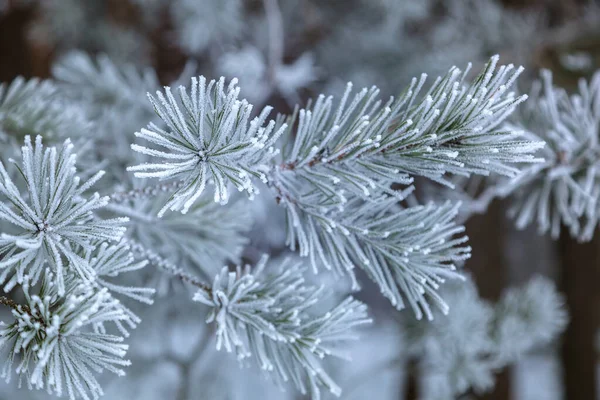 Het dennenbos van de winter onder de witte sneeuw. Landschap — Stockfoto