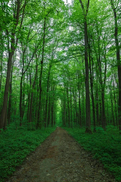 Bosque verde caducifolio fresco en primavera. Paisaje — Foto de Stock