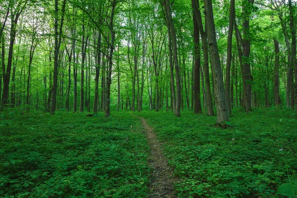 Färsk grön lövskog på våren. Landskap — Stockfoto