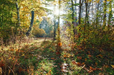 Sonbahar manzarası. Ağaçlar, çimenler, patika, sis, buzullar, yapraklar, su, güneş ışığı, gökyüzü.