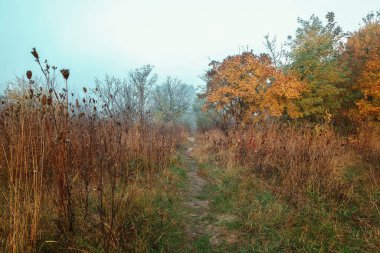 Sonbahar manzarası. Ağaçlar, çimenler, patika, sis, buzullar, yapraklar, su, güneş ışığı, gökyüzü.