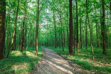 Baharda taze yeşil yaprak döken orman. Peyzaj.