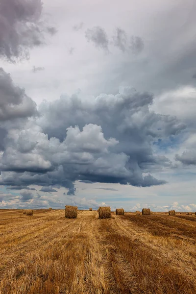 Geoogst Tarweveld Met Strorollen Tegen Een Stormachtige Lucht — Stockfoto