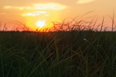 Gün batımında çayırdaki çimenler gökyüzüne karşı.