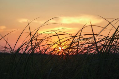 Gün batımında çayırdaki çimenler gökyüzüne karşı.