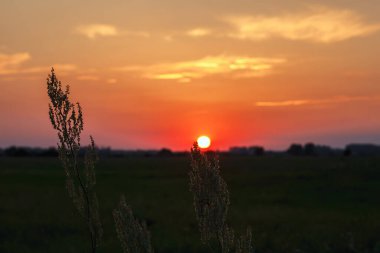 Gün batımında çayırdaki çimenler gökyüzüne karşı.