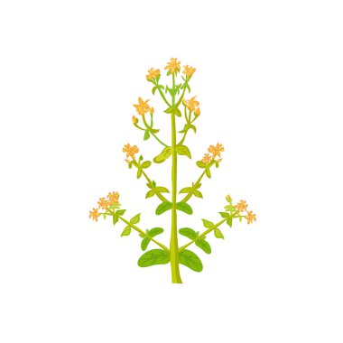 Beyaz izole Tutsan bitki bitki vektör