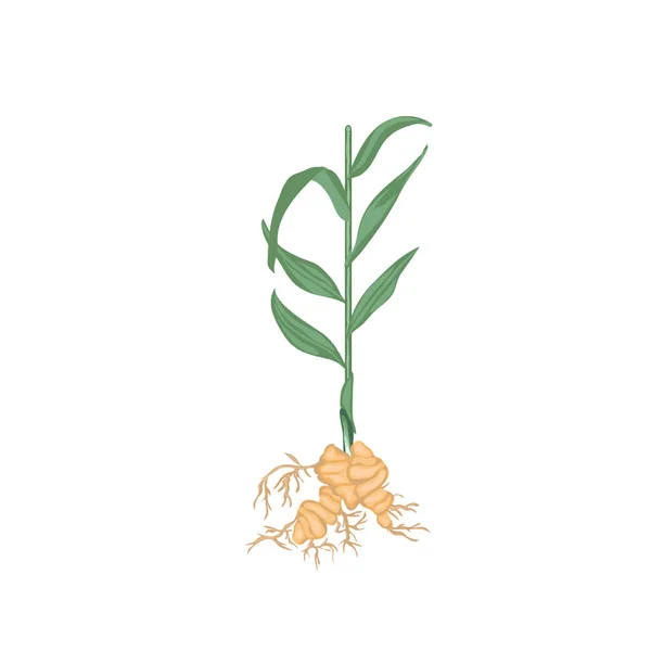 Ginger Herb Plant Vector Isolated White — Stock Vector