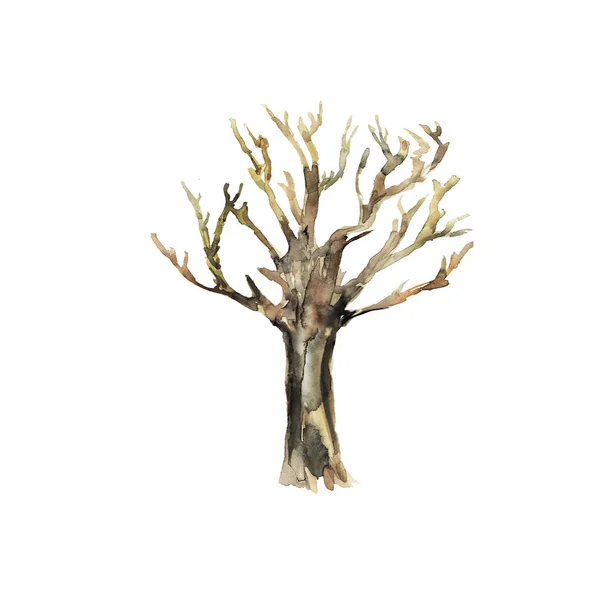 Acquerello Disegnato Mano Albero Artistico Tronco Disegnato Mano Vintage Isolato — Foto Stock