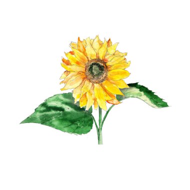 Suluboya el beyaz arka plan üzerinde izole tohumları ile sanatsal renkli sarı ayçiçeği çizilmiş