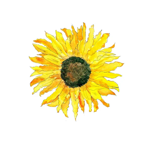 Aquarell Handgezeichnet Künstlerisch Bunt Gelb Sonnenblume Mit Samen Isoliert Auf — Stockfoto