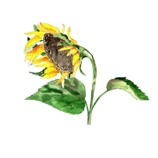 Aquarell Handgezeichnet Künstlerisch Bunt Gelb Sonnenblume Mit Samen Isoliert Auf — Stockfoto