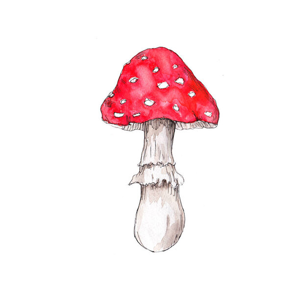 Watercolor hand drawn artistic colorful MUSHROOMS fall  season vintage isolated icon