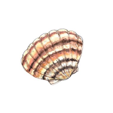 Beyaz arkaplanda izole edilmiş okyanus yaşamı suluboya simgeleri