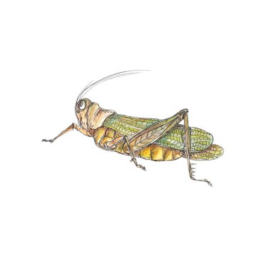 Böcekler, beyaz arkaplanda izole edilmiş suluboya simgeleri