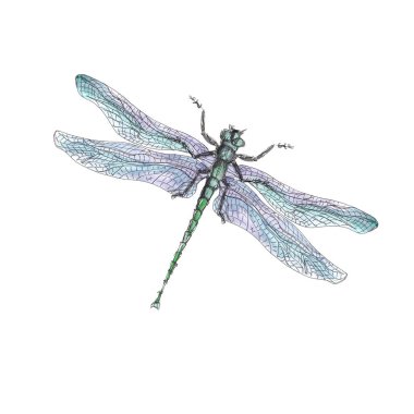 Böcekler, beyaz arkaplanda izole edilmiş suluboya simgeleri