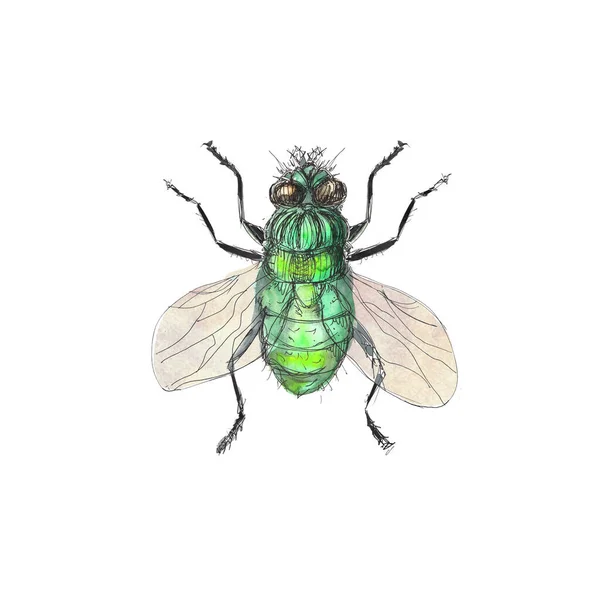 Insekten Aquarell Symbole Isoliert Auf Weißem Hintergrund — Stockfoto
