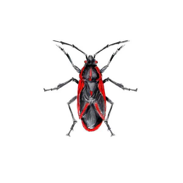 Insekter Akvarell Ikoner Isolerad Vit Bakgrund — Stockfoto