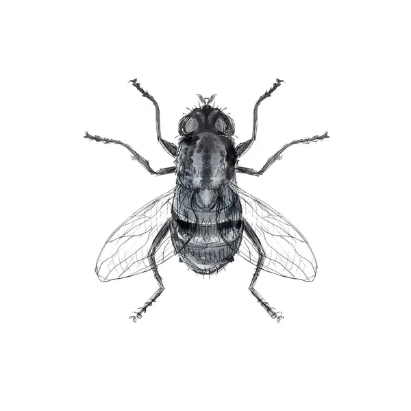 Insekten Aquarell Symbole Isoliert Auf Weißem Hintergrund — Stockfoto