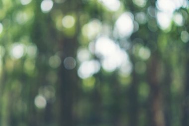 Tayland 'daki tropikal yağmur ormanlarının resmi, doğa kavramı.