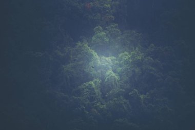 tropikal orman, Khao Yai Milli Parkı, Tayland görünümünü