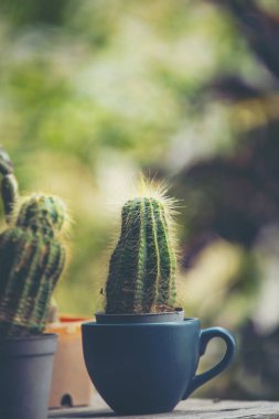 kahve kafede küçük bitki.