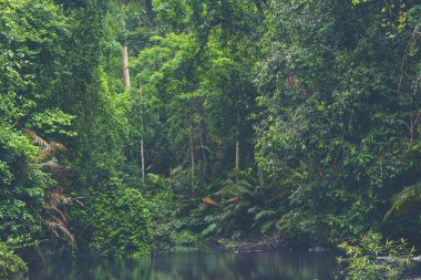 Ormanlı dağ yamacında alçak yerde bulut var. Her zaman yeşil olan kozalaklı ağaçlar manzaralı bir yerde gizleniyor.