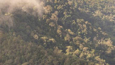 Kuş gözü görünümü tropikal ormanda Tayland